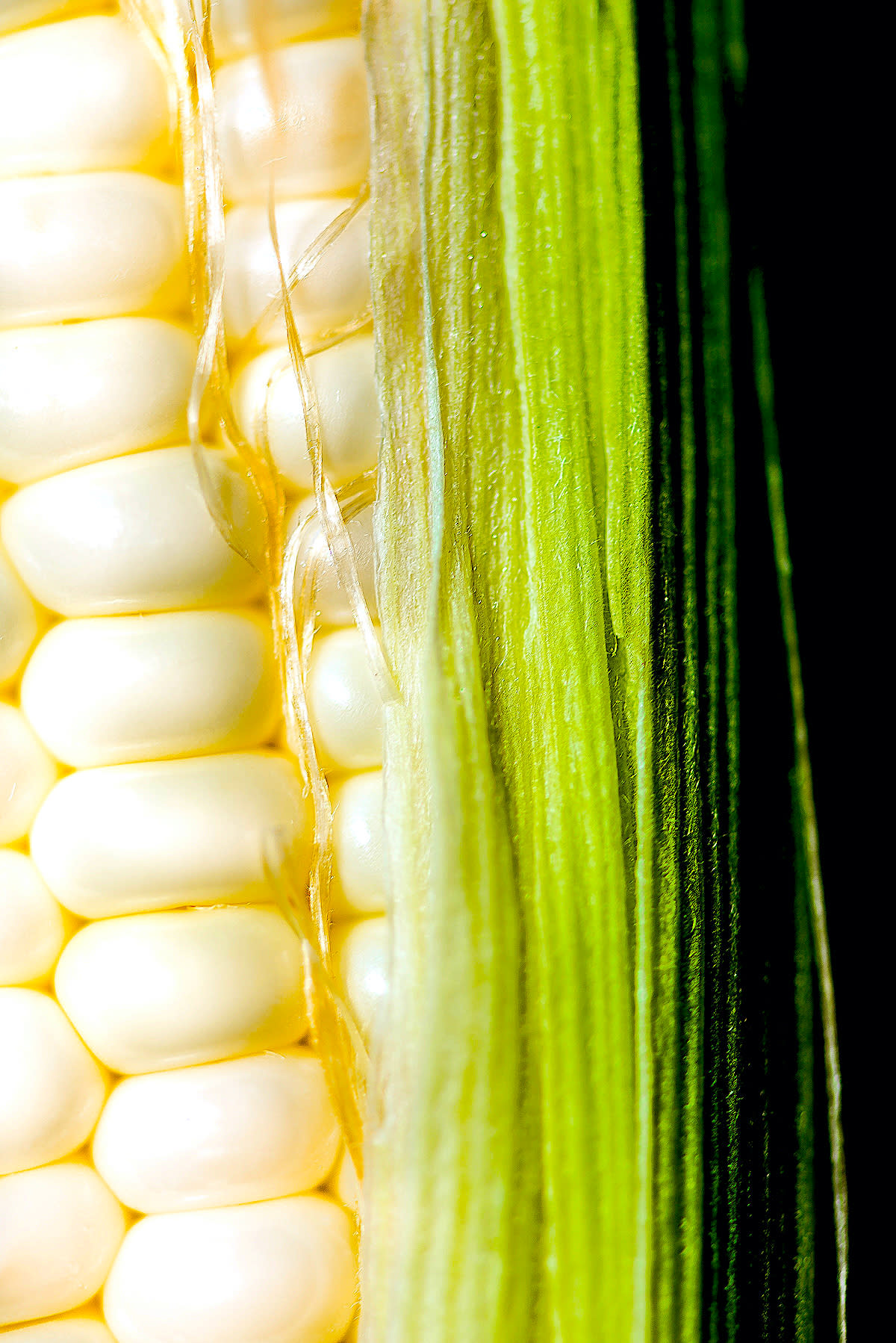 A closeup of an ear of corn with just some kernels, threads, and green cover.